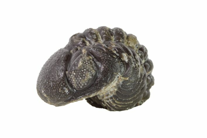Wide, Enrolled Austerops Trilobite - Morocco #156985